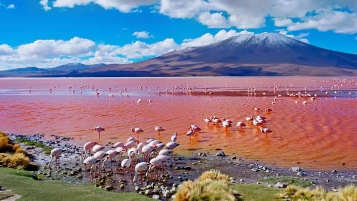 laguna colorada -
cinco maravillas del salar de uyuni